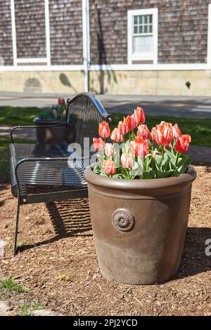 Mehrfarbige Tulpen, die in einem grossen Zierblumentopf wachsen. Stockfoto