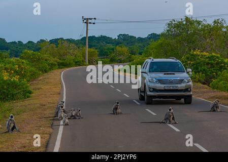 Yala, Sri Lanka, 25. Januar 2022: Lilafarbene Langur sitzt auf der Straße im Yala-Nationalpark in Sri Lanka. Stockfoto