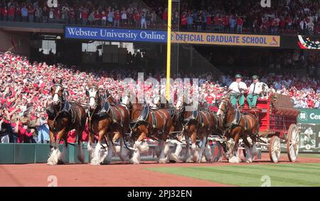 St. Louis, Usa. 30. März 2023. Die Budweiser Clydesdales machen sich auf der Strecke vor den Toronto Blue Jays-St. auf den Weg Louis Cardinals Baseballspiel am Eröffnungstag im Busch Stadium in St. Louis am Donnerstag, den 30. März 2023. Foto: Bill Greenblatt/UPI Credit: UPI/Alamy Live News Stockfoto