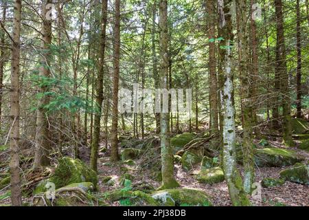 Schöner Schwarzwaldwald im Südwesten Deutschlands Stockfoto