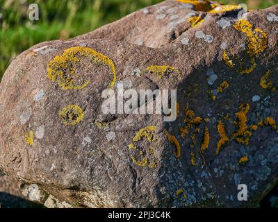 Orangefarbene und weiße Flechten, die an einem sonnigen Tag auf einem Felsen an einem Fluss im Hochland Schottlands wachsen. Stockfoto