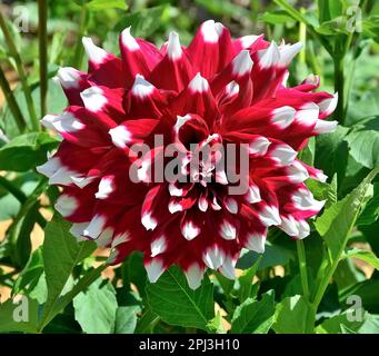 Großer Kopf der dekorativen Bicolor Dahlia Blumenvariante Davos. Einzelne rote Dahlienblume mit weißen Rändern von Blütenblättern. Blumengrußkarte oder gard Stockfoto