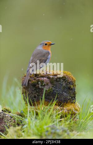 Europäisches Rotkehlchen Erithacus rubecula, Erwachsener hoch oben auf moosbedeckten Ziegeln, Suffolk, England, März Stockfoto