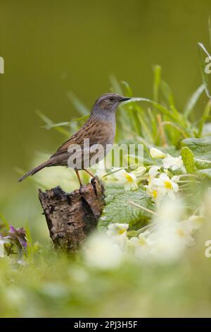 Dunnock Prunella modularis, Erwachsener auf dem Stumpf zwischen Primrose Primula vulgaris, und Rotnesseln Lamium purpureum, Blumen, Suffolk, England Stockfoto