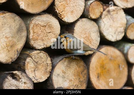 Europäisches Rotkehlchen Erithacus rubecula, Erwachsener hoch oben auf dem Holzhaufen, Suffolk, England, März Stockfoto