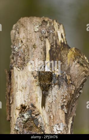 Gemeiner Baumpfleger Certhia familiaris, Erwachsener hoch oben auf dem Stamm, Suffolk, England, März Stockfoto