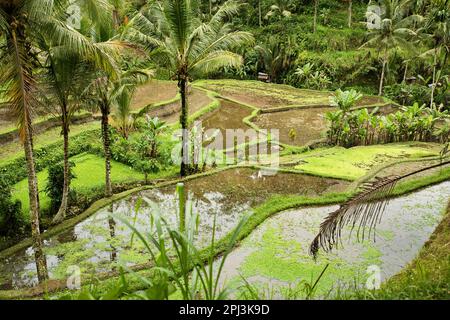 Panoramablick über die tropischen Tegalalang-Reisterrassen von Ubud in Bali, Indonesien, umgeben von Palmen. Stockfoto