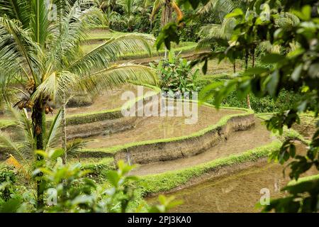 Panoramablick über die tropischen Tegalalang-Reisterrassen von Ubud in Bali, Indonesien, umgeben von Palmen. Stockfoto