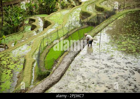 Die tropischen Tegalalang-Reisterrassen von Ubud auf Bali, Indonesien, umgeben von Palmen und einem Reisanbauer, der im Reisteich arbeitet. Stockfoto