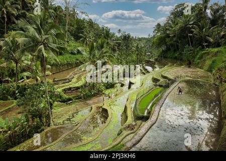 Panoramablick über die tropischen Tegalalang-Reisterrassen von Ubud in Bali, Indonesien, umgeben von Palmen. Stockfoto