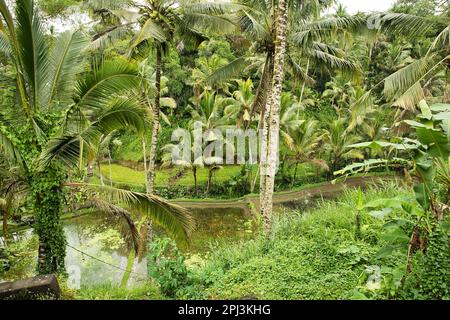 Panoramablick über die tropischen Tegalalang-Reisterrassen von Ubud in Bali, Indonesien, umgeben von Palmen. Stockfoto