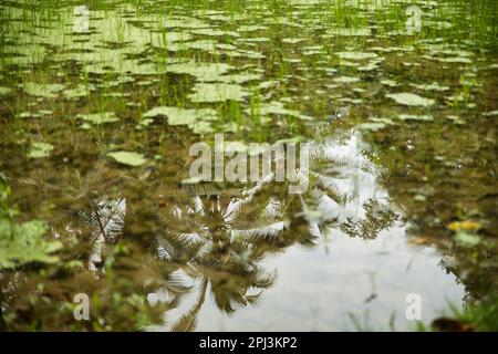 Ein Reisteich mit Palmen auf den tropischen Tegalalang-Reisterrassen von Ubud auf Bali, Indonesien. Stockfoto