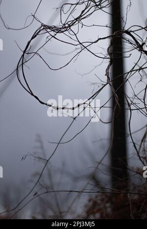 Blick auf Baumzweige bei bewölktem Wetter Stockfoto