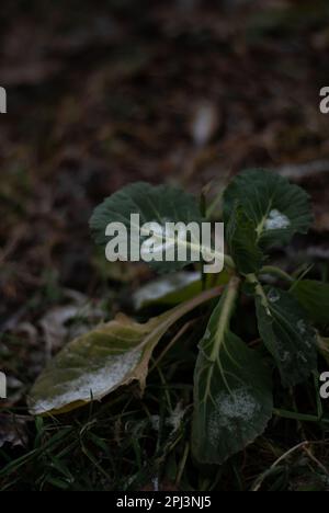 Blick auf alten Grünkohl im Garten Stockfoto
