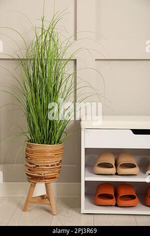 Elegante Aufbewahrungsbank mit verschiedenen Paar Gummipantoffeln und wunderschönen Zimmerpflanzen in der Nähe der weißen Wand im Flur Stockfoto