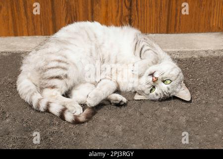 Reizende Tabby Katze, die an sonnigen Tagen draußen liegt Stockfoto