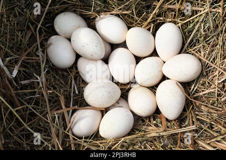 Ein Haufen weißer truthahneier im Nest, Draufsicht Stockfoto