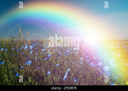 Malerischer Blick auf die Wiese mit blühenden Blumen und wunderschönem Regenbogen an sonnigen Tagen Stockfoto