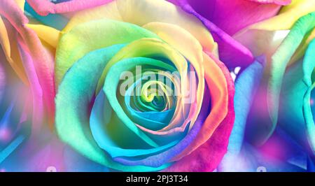 Schöne Rosen in Regenbogenfarben, Nahaufnahme. Bannerdesign Stockfoto