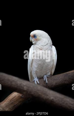 Ein Paar Langschnabelkorellas, auch bekannt als schlanke corella, Cacatua tenuirostris, vor dunklem Hintergrund. Das ist ein geselliger Vogel. Stockfoto