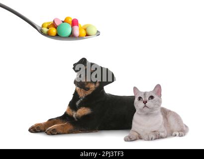 Vitamine für Haustiere. Süßer Hund, Katze und Löffel mit verschiedenen Pillen auf weißem Hintergrund Stockfoto