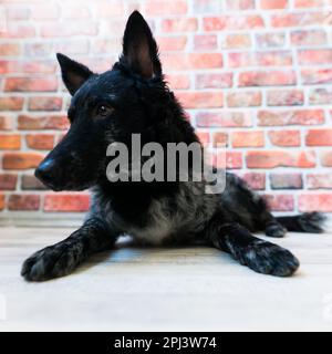 Schwarzer, lockiger Hund, Nahaufnahme in einem Studio, posieren, lächeln Stockfoto