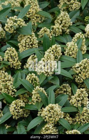 Skimmia x verwirusa Kew Green, Skimmia Kew Green, Männlich, Haufen kleiner, duftender cremeweißer Blumen Stockfoto