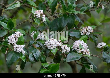 Viburnum burkwoodii Mohawk, arrowwood Mohawk, Milchstrauchblüten, die sich von den roten Knospen weiß öffnen, Stockfoto
