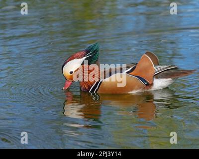 Mandarin Duck AXI Sponsa männlich im Frühling Norfolk März Stockfoto