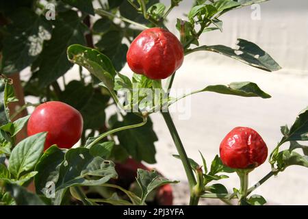 Paprika (Capsicum annuum var. Glabriusculum) im Topf wachsen : (Pix Sanjiv Shukla) Stockfoto