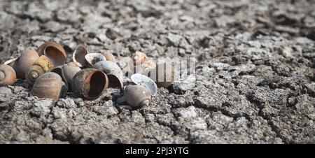 Getrocknete Weichtiere auf trockenem und rissigem Boden, globale Erwärmung, Umweltauswirkungen Stockfoto