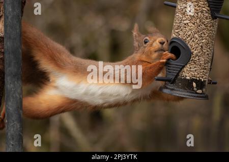 Ein lustiges Bild eines roten Eichhörnchens, das sich von einem Baumstamm bis zu einem Vogelfuttermittel erstreckt, während es das Essen von einem Vogelfuttermittel stiehlt Stockfoto