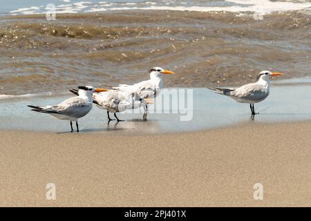 Möwen mit weißen Federn Genießen Sie den Tag am Sandstrand in Alajuela. Stockfoto