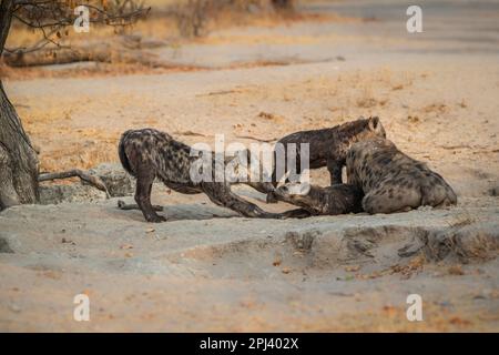 Gefleckte Hyena (Crocuta crocuta), weibliche Erwachsene mit ihren Jungen, die in der Hyänenhöhle spielen. Okavango Delta, Botsuana, Afrika Stockfoto