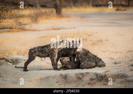 Gefleckte Hyena (Crocuta crocuta), weibliche Erwachsene mit ihren Jungen, die in der Hyänenhöhle spielen. Okavango Delta, Botsuana, Afrika Stockfoto