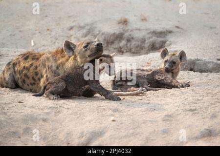 Fleckhyena (Crocuta crocuta), weibliche Erwachsene spielt mit ihren Jungen in der Hyänenhöhle. Okavango Delta, Botsuana, Afrika Stockfoto