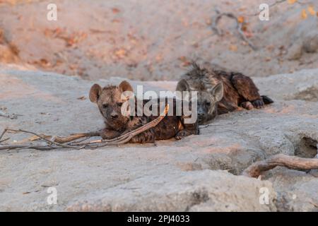 Gesichtete Hyena (Crocuta crocuta), die Jungen spielen in der Hyänenhöhle. Okavango Delta, Botsuana, Afrika Stockfoto