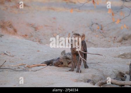 Fleckhyena (Crocuta crocuta), Junges spielt mit einem Holzzweig in der Hyänenhöhle. Okavango Delta, Botsuana, Afrika Stockfoto