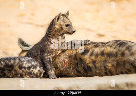 Gefleckte Hyena (Crocuta crocuta), weibliche Erwachsene mit ihren Jungen in der Hyänenhöhle. Okavango Delta, Botsuana, Afrika Stockfoto