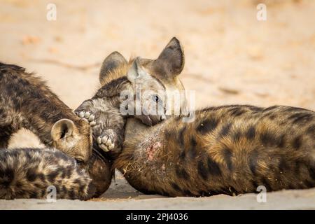 Gefleckte Hyena (Crocuta crocuta), weibliche Erwachsene mit ihrem Junges intime Position in der Hyänenhöhle. Okavango Delta, Botsuana, Afrika Stockfoto