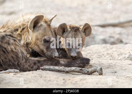 Gefleckte Hyena (Crocuta crocuta), weibliche Erwachsene mit ihren Jungen in der Hyänenhöhle. Okavango Delta, Botsuana, Afrika Stockfoto