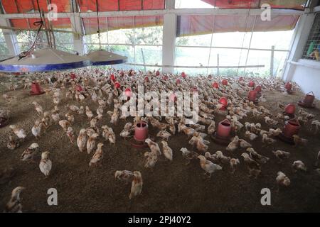 Geflügelfarm in Savar, Bangladesch. Unter allen Teilsektoren des Viehsektors in Bangladesch zählt Geflügel zu den wichtigsten. Stockfoto