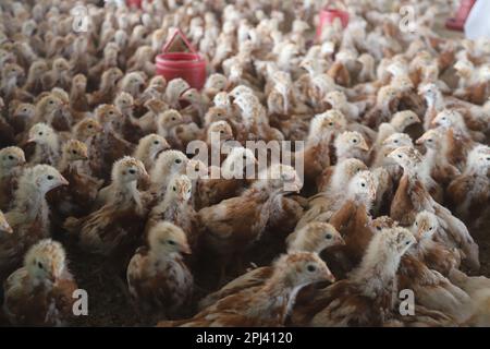 Geflügelfarm in Savar, Bangladesch. Unter allen Teilsektoren des Viehsektors in Bangladesch zählt Geflügel zu den wichtigsten. Stockfoto