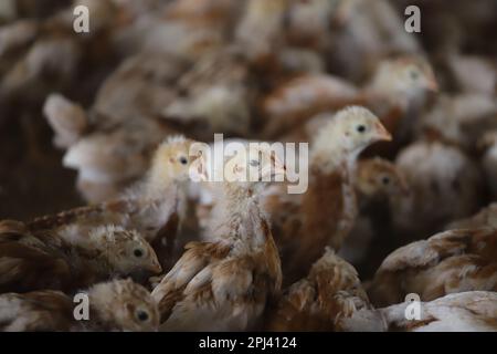 Geflügelfarm in Savar, Bangladesch. Unter allen Teilsektoren des Viehsektors in Bangladesch zählt Geflügel zu den wichtigsten. Stockfoto