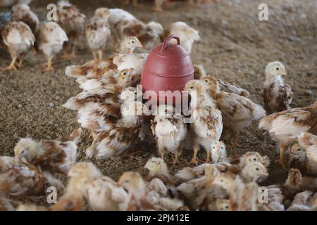 Geflügelfarm in Savar, Bangladesch. Unter allen Teilsektoren des Viehsektors in Bangladesch zählt Geflügel zu den wichtigsten. Stockfoto