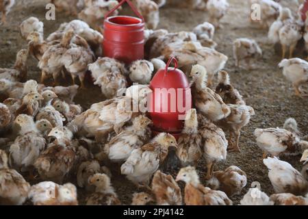 Geflügelfarm in Savar, Bangladesch. Unter allen Teilsektoren des Viehsektors in Bangladesch zählt Geflügel zu den wichtigsten. Stockfoto