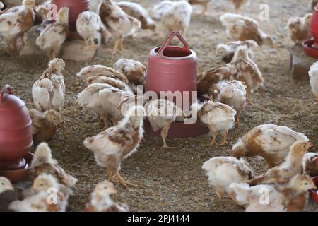 Geflügelfarm in Savar, Bangladesch. Unter allen Teilsektoren des Viehsektors in Bangladesch zählt Geflügel zu den wichtigsten. Stockfoto