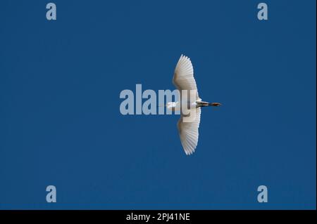 Der kleine Egret im Flug gegen den blauen Himmel. Lateinischer Name Egretta garzetta Stockfoto