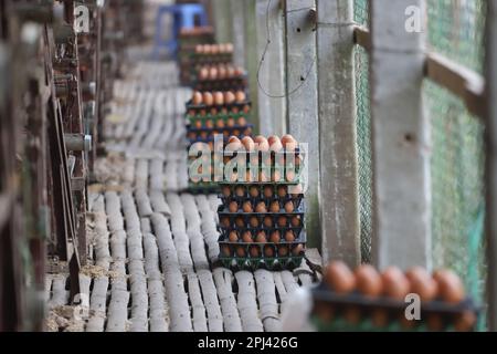 Geflügelfarm in Savar, Bangladesch. Unter allen Teilsektoren des Viehsektors in Bangladesch zählt Geflügel zu den wichtigsten. Stockfoto