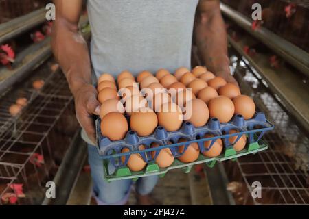 Geflügelfarm in Savar, Bangladesch. Unter allen Teilsektoren des Viehsektors in Bangladesch zählt Geflügel zu den wichtigsten. Stockfoto